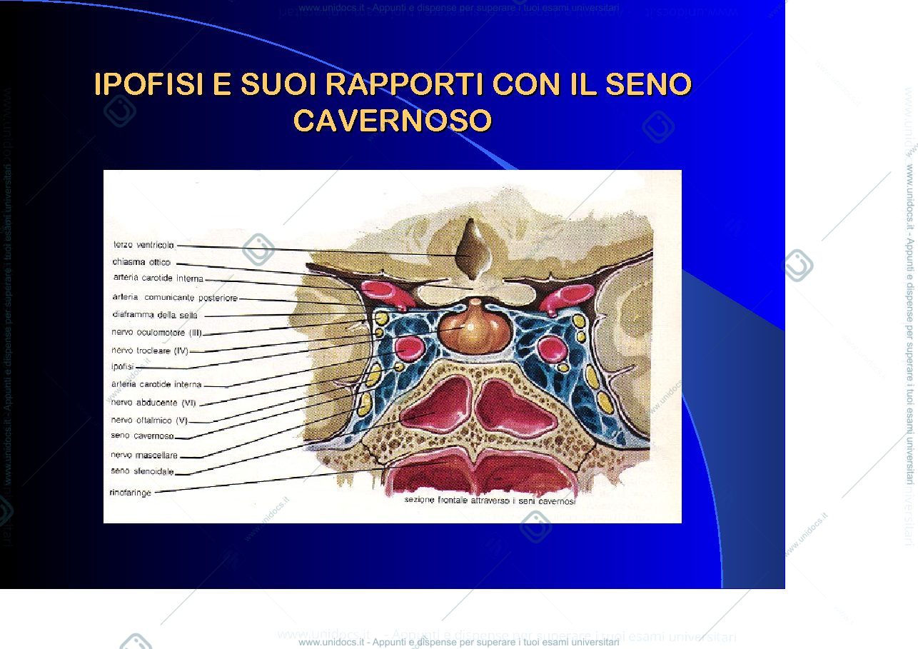 Anteprima pagina 2 — Ipofisi 