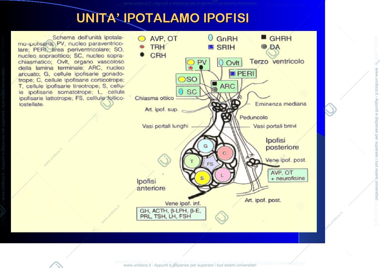 Anteprima pagina 4 — Ipofisi 