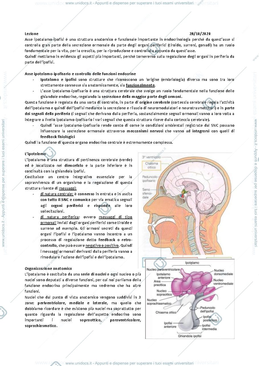 Anteprima pagina 1 — TERZA LEZIONE ENDOCRINOLOGIA