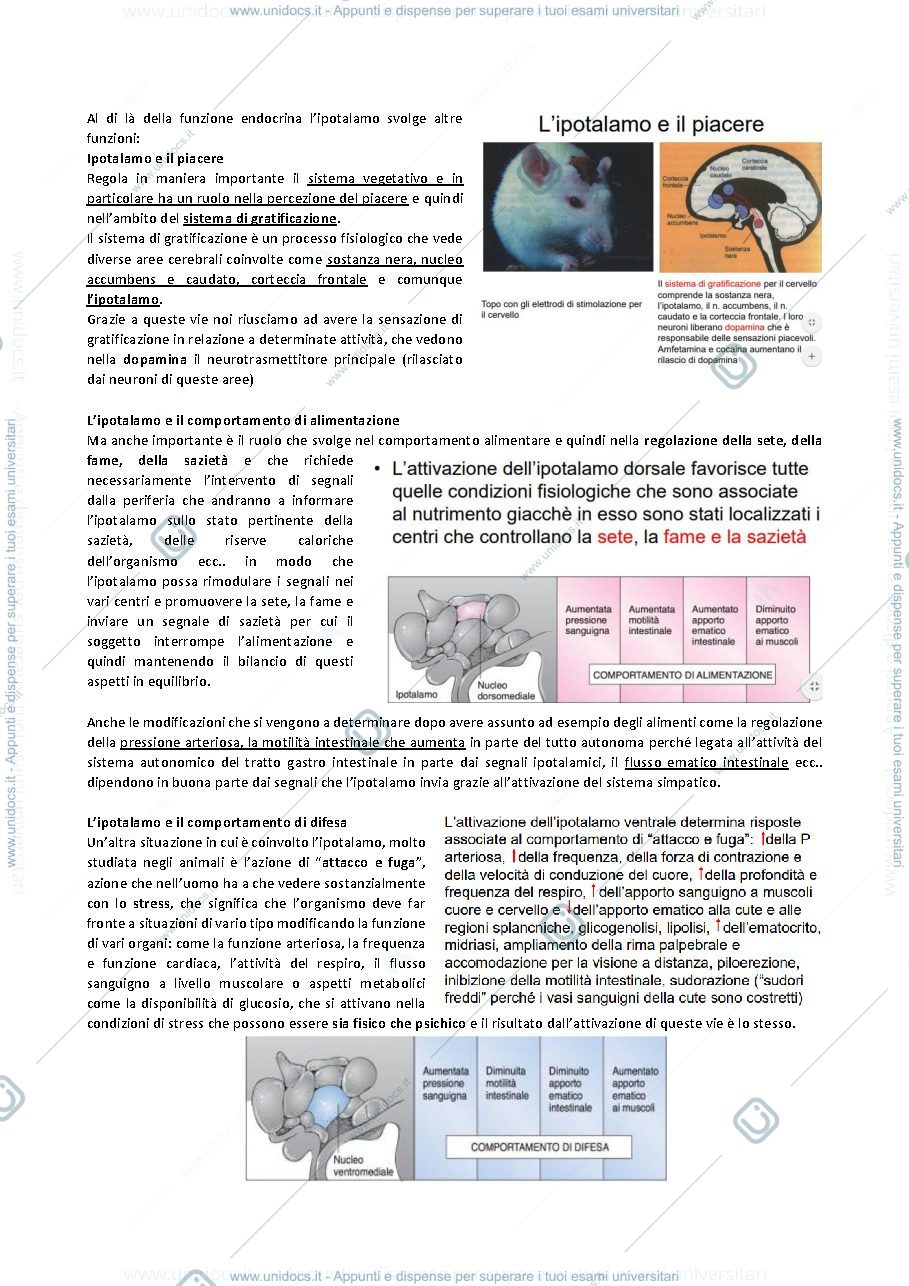 Anteprima pagina 2 — TERZA LEZIONE ENDOCRINOLOGIA