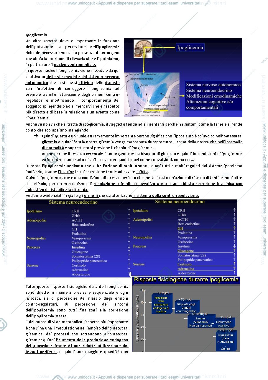 Anteprima pagina 3 — TERZA LEZIONE ENDOCRINOLOGIA