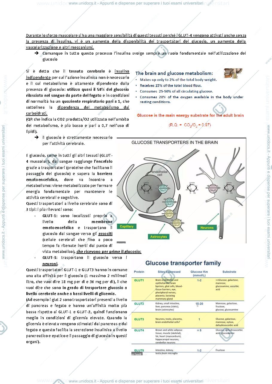 Anteprima pagina 2 — SECONDA LEZIONE ENDOCRINOLOGIA
