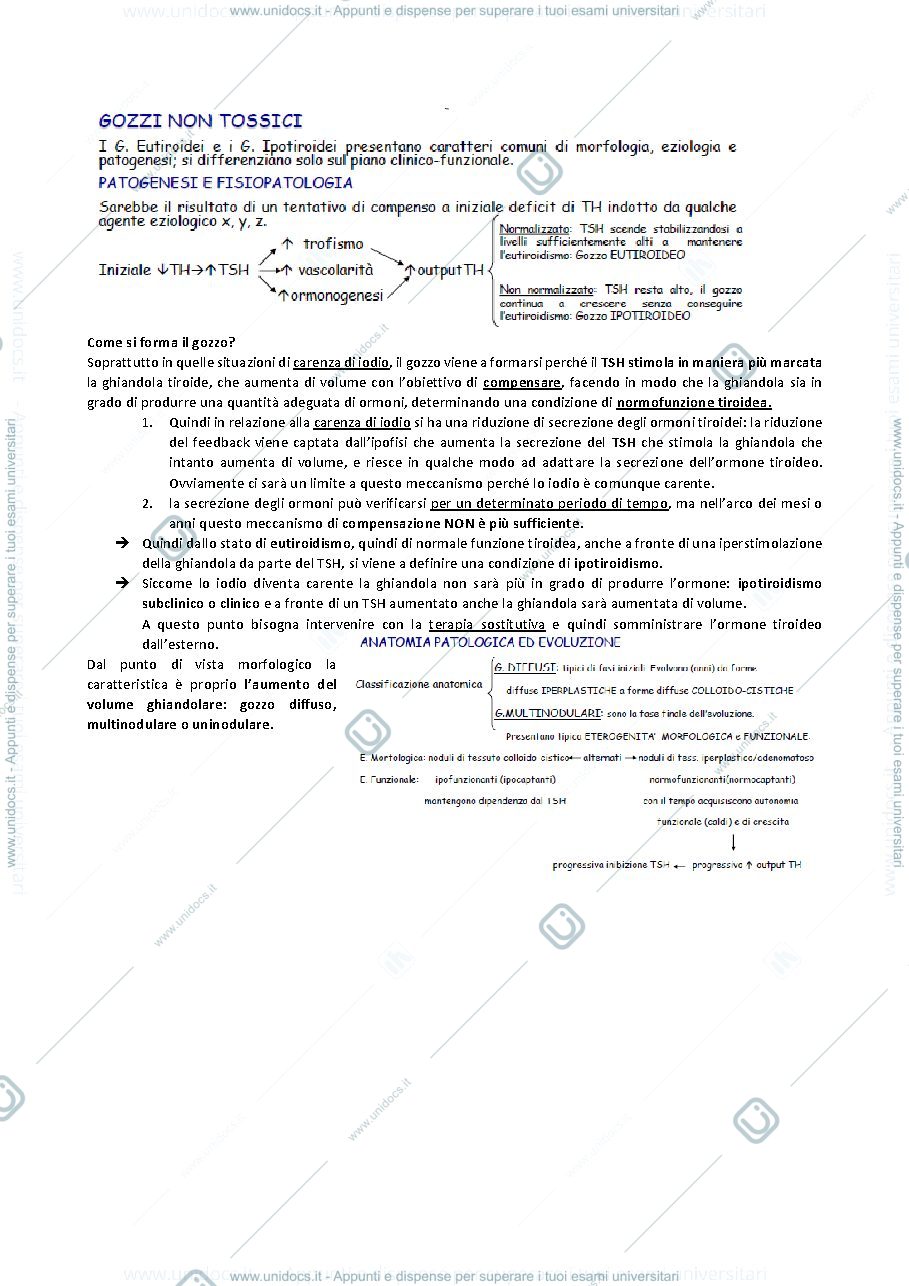 Anteprima pagina 2 — QUINTA LEZIONE ENDOCRINOLOGIA