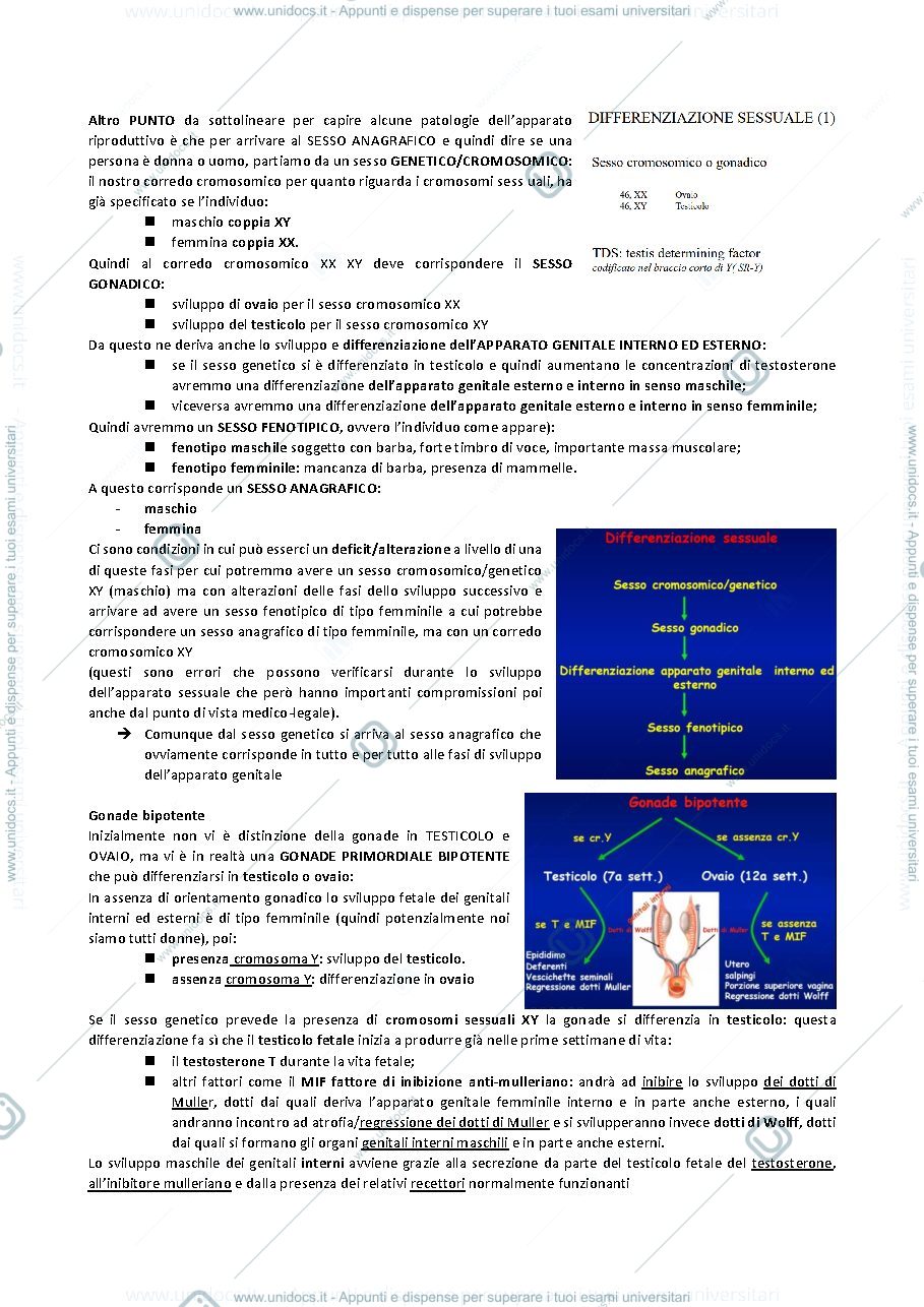 Anteprima pagina 3 — SESTA LEZIONE ENDOCRINOLOGIA
