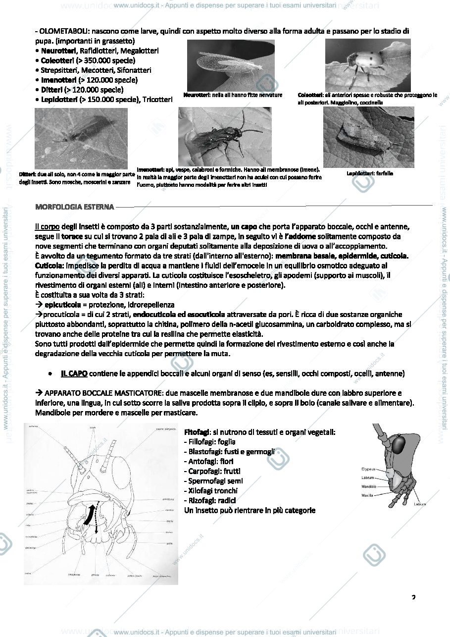 Anteprima pagina 2 — lez.1 ento