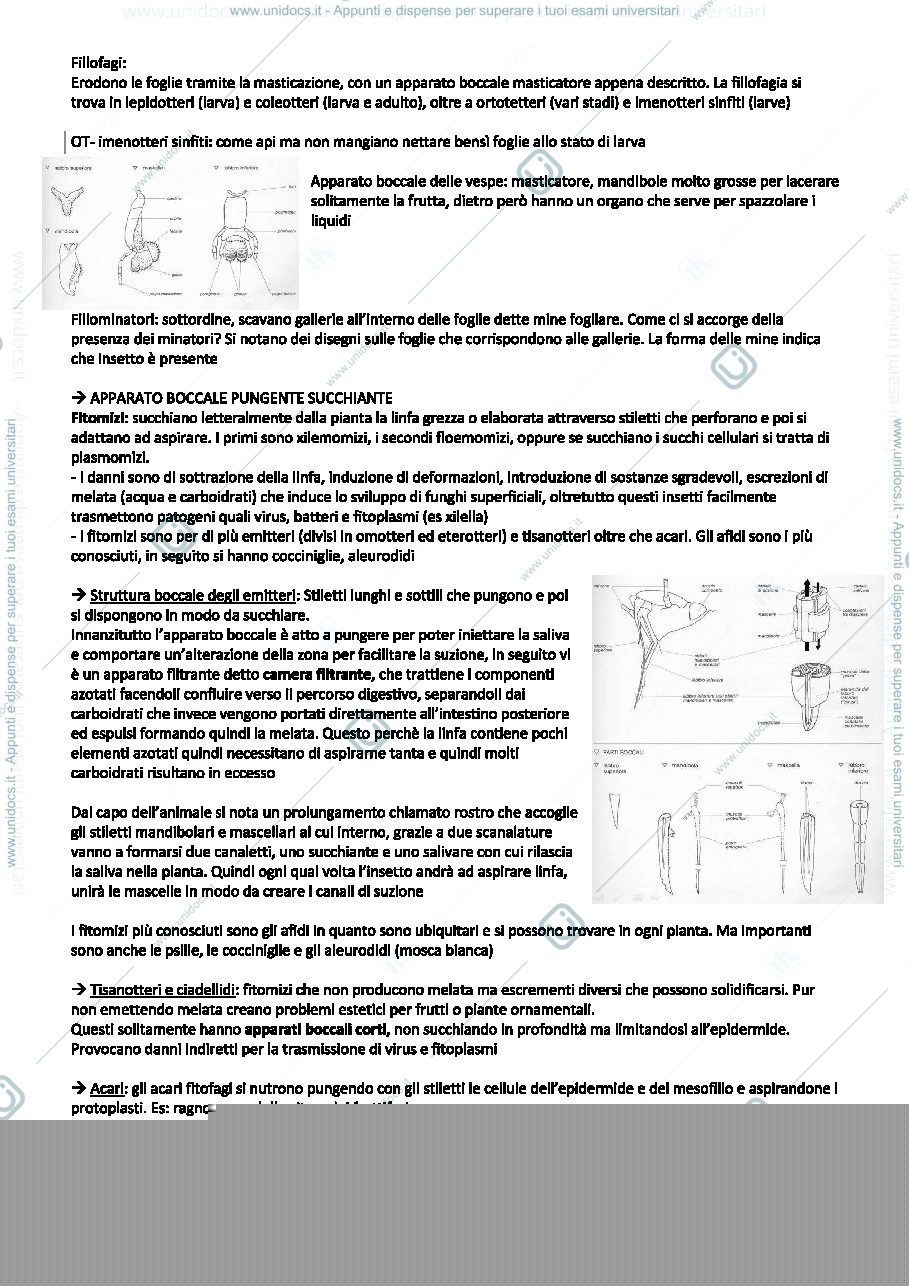 Anteprima pagina 3 — lez.1 ento
