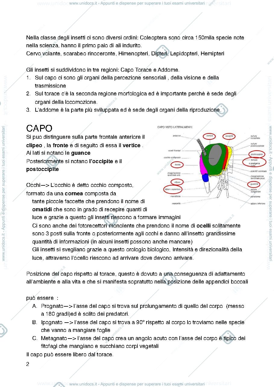 Anteprima pagina 2 — Entomologia merceologica 