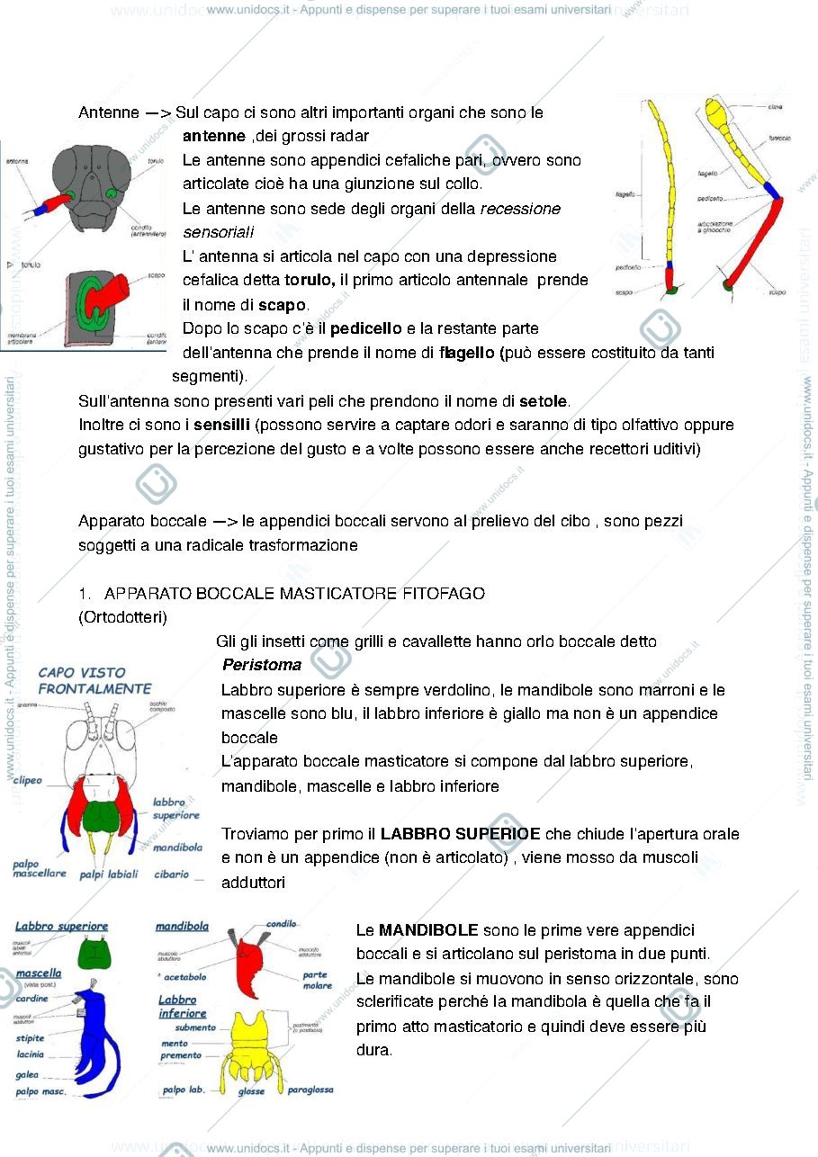 Anteprima pagina 3 — Entomologia merceologica 