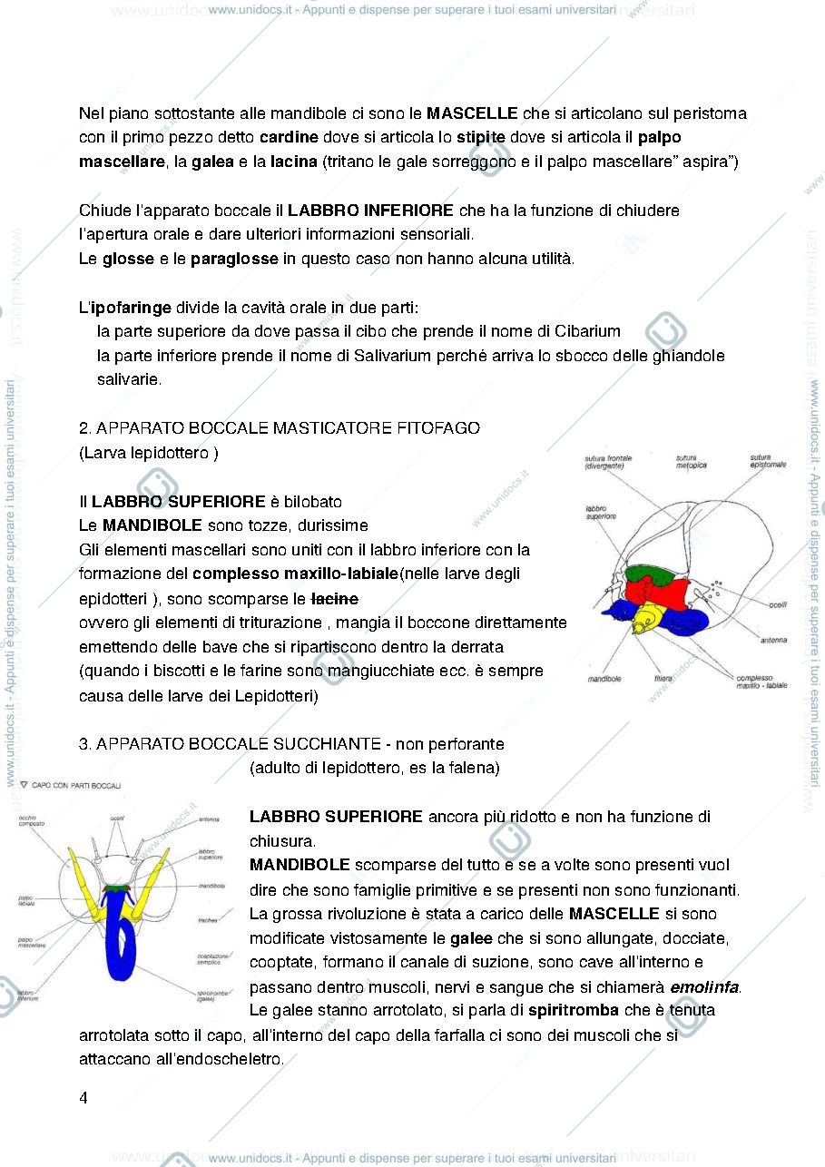 Anteprima pagina 4 — Entomologia merceologica 
