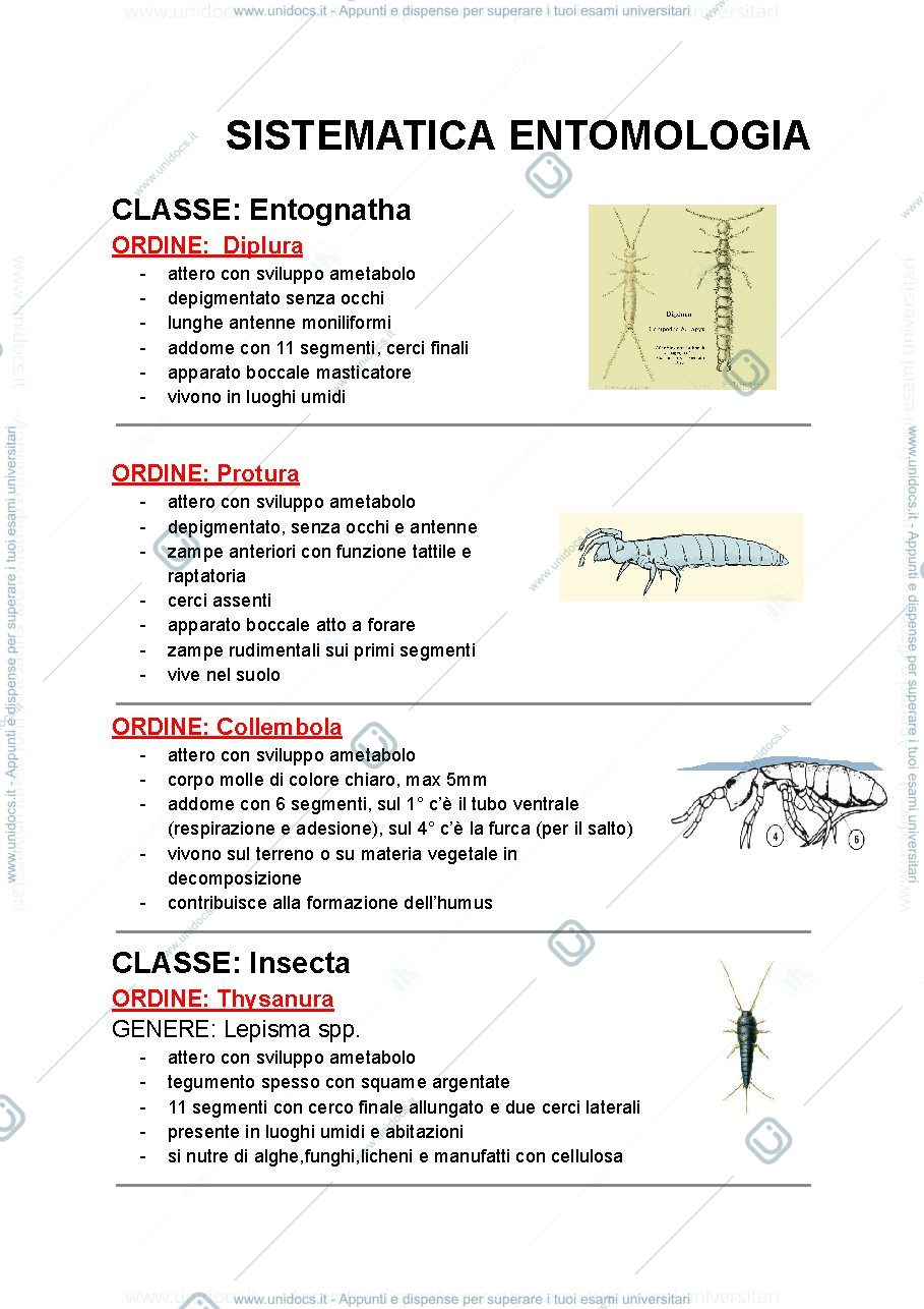 Anteprima pagina 1 — Sistematica entomologia