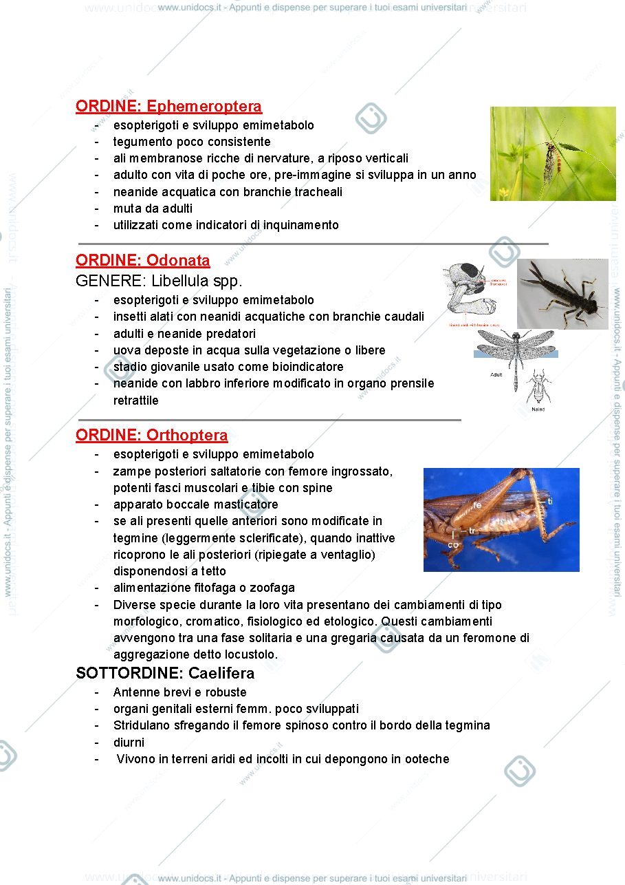 Anteprima pagina 2 — Sistematica entomologia