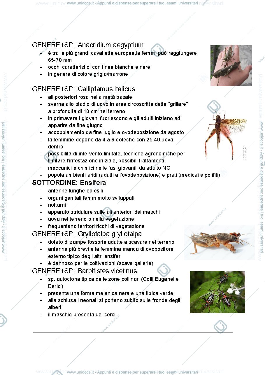 Anteprima pagina 3 — Sistematica entomologia