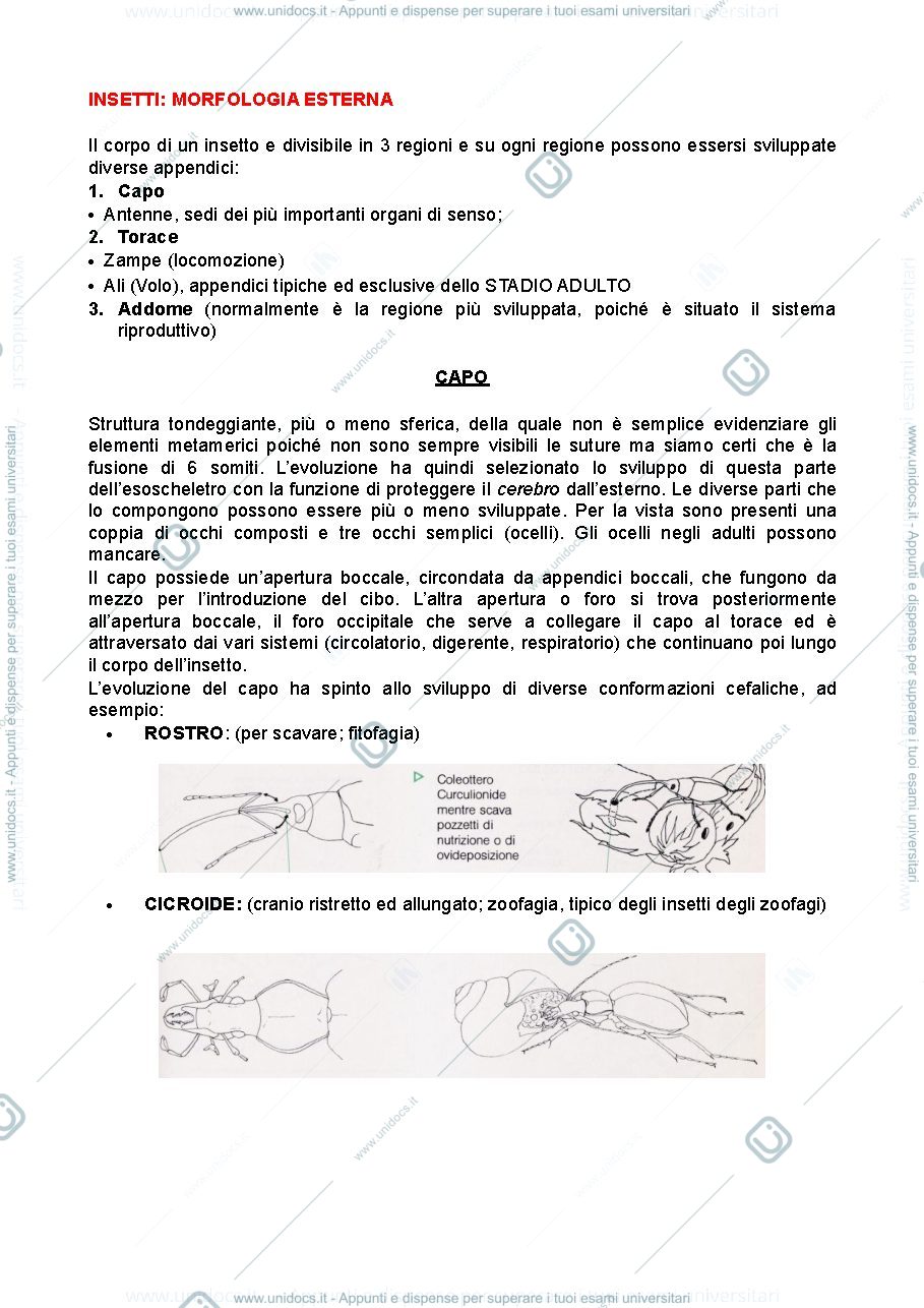 Anteprima pagina 3 — Entomologia generale