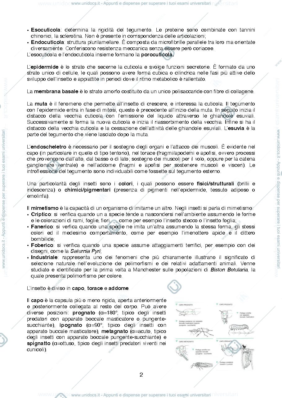 Anteprima pagina 2 — Riassunti di Entomologia per i Beni Culturali