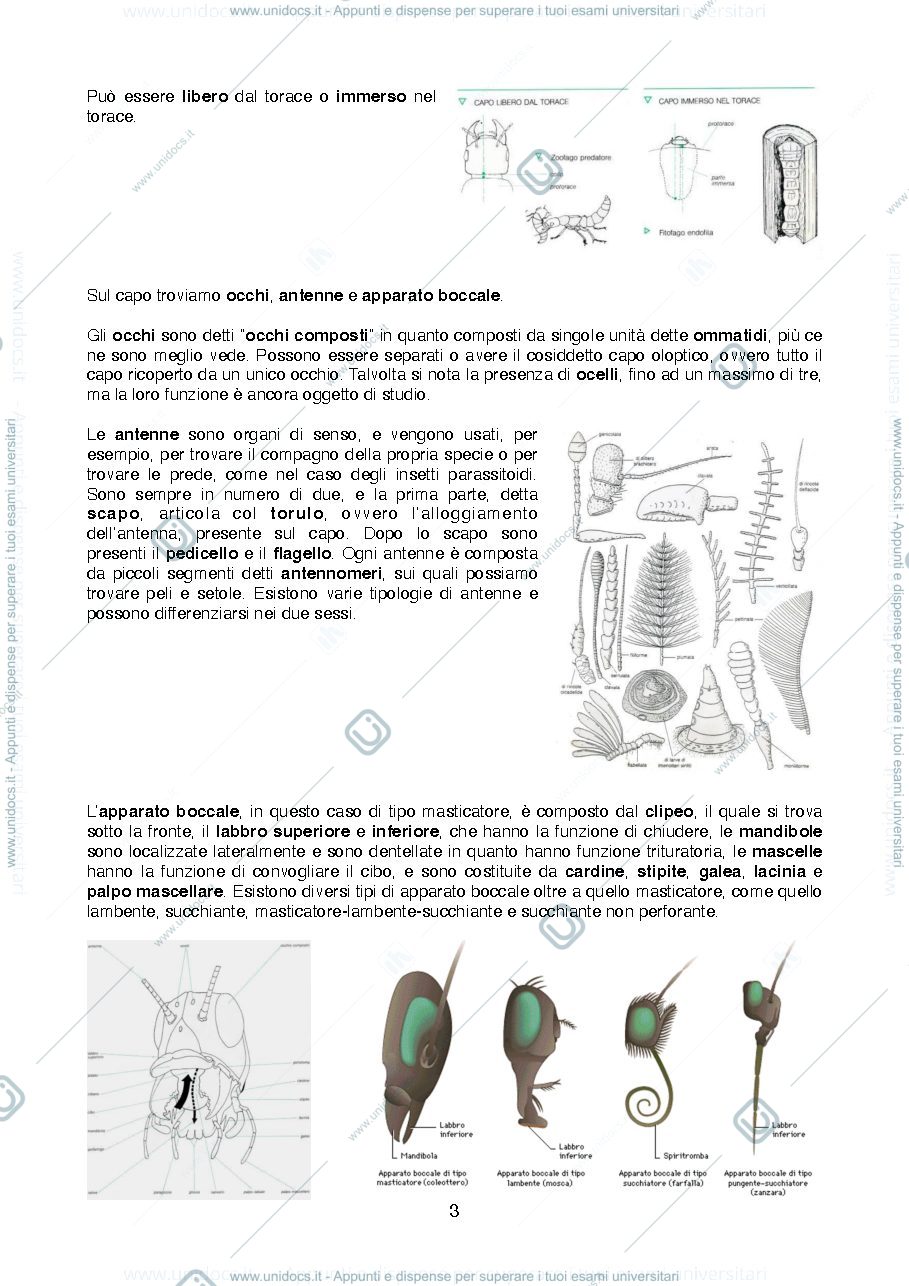 Anteprima pagina 3 — Riassunti di Entomologia per i Beni Culturali