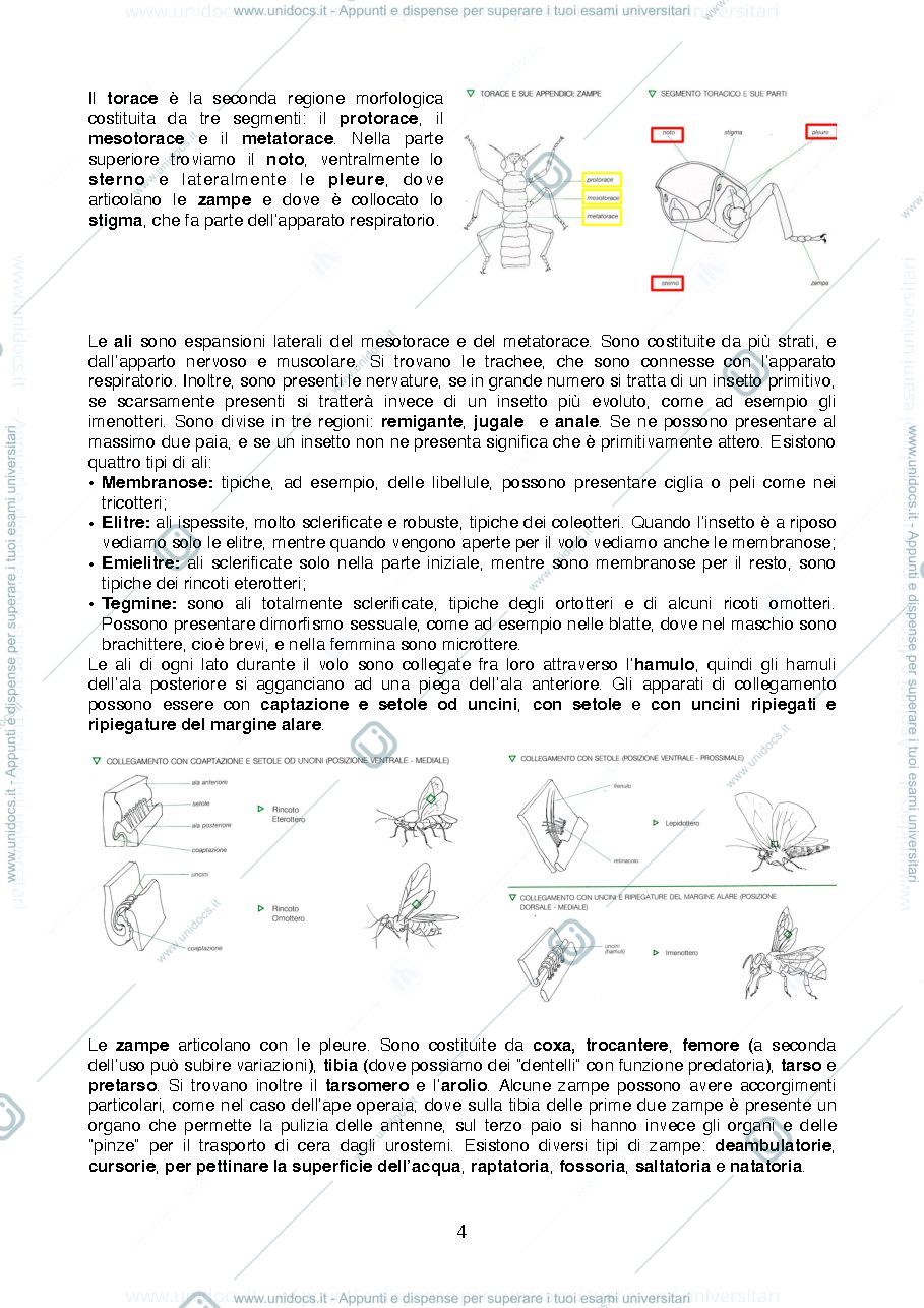 Anteprima pagina 4 — Riassunti di Entomologia per i Beni Culturali