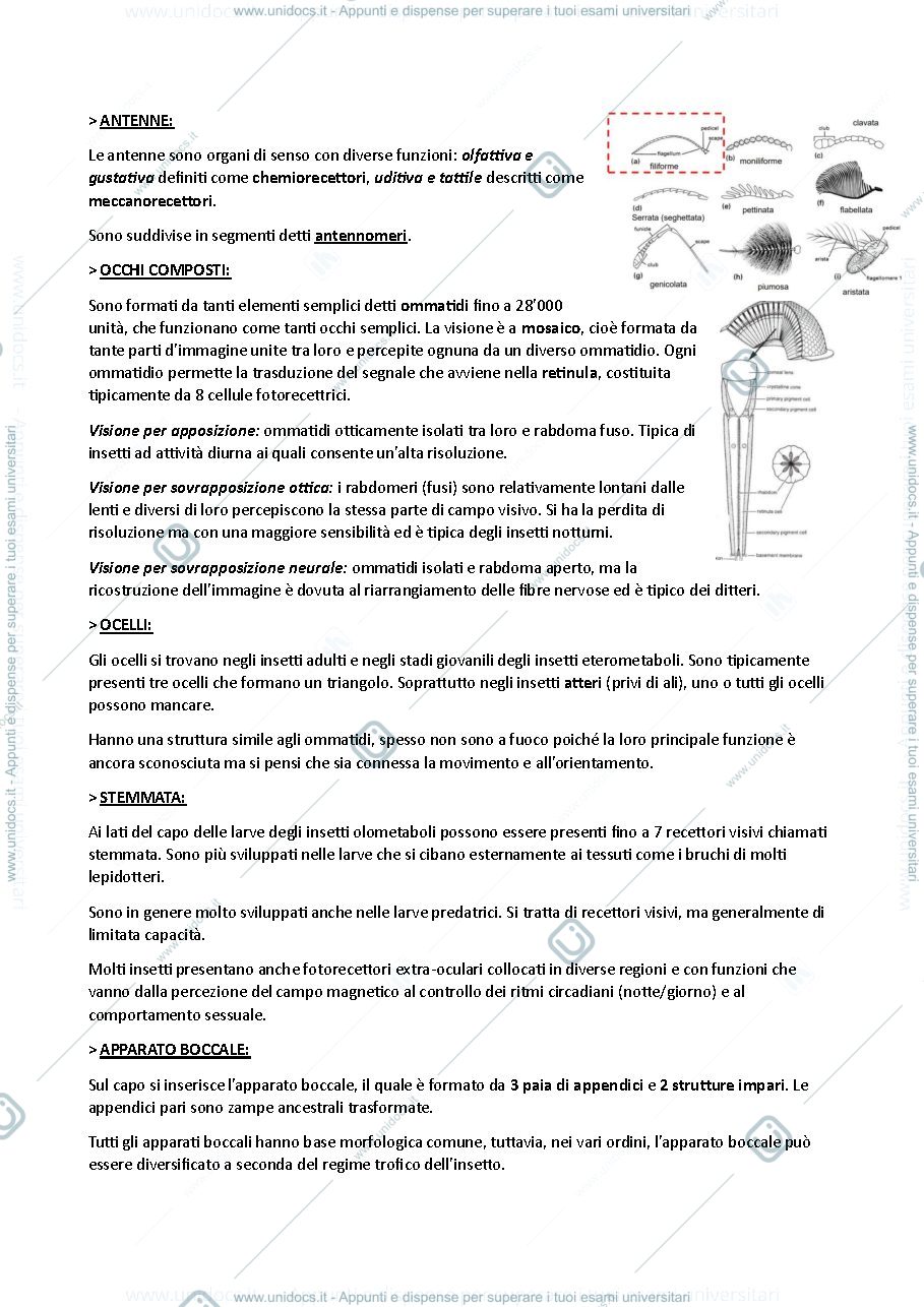 Anteprima pagina 3 — ENTOMOLOGIA VITICOLA