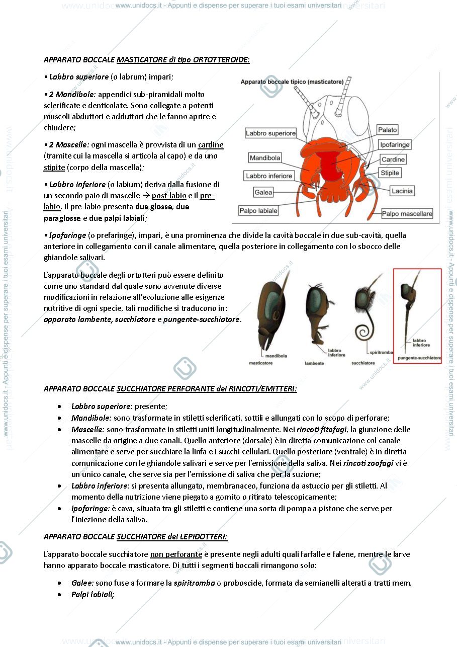 Anteprima pagina 4 — ENTOMOLOGIA VITICOLA