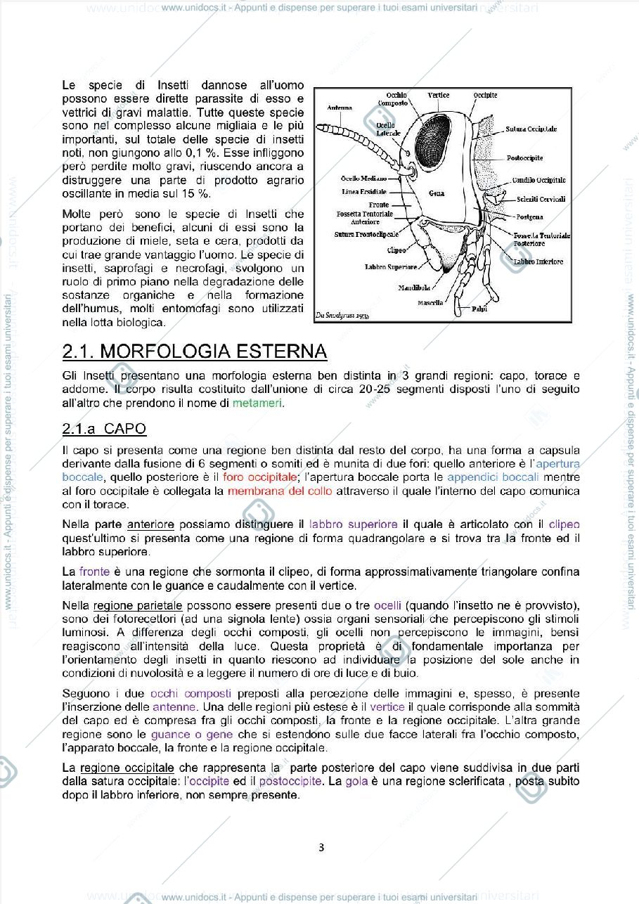 Anteprima pagina 3 — Appunti Entomologia