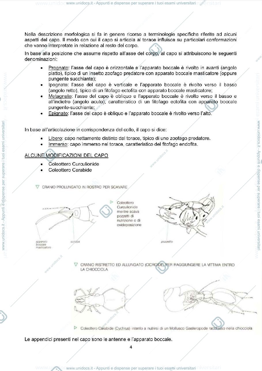 Anteprima pagina 4 — Appunti Entomologia