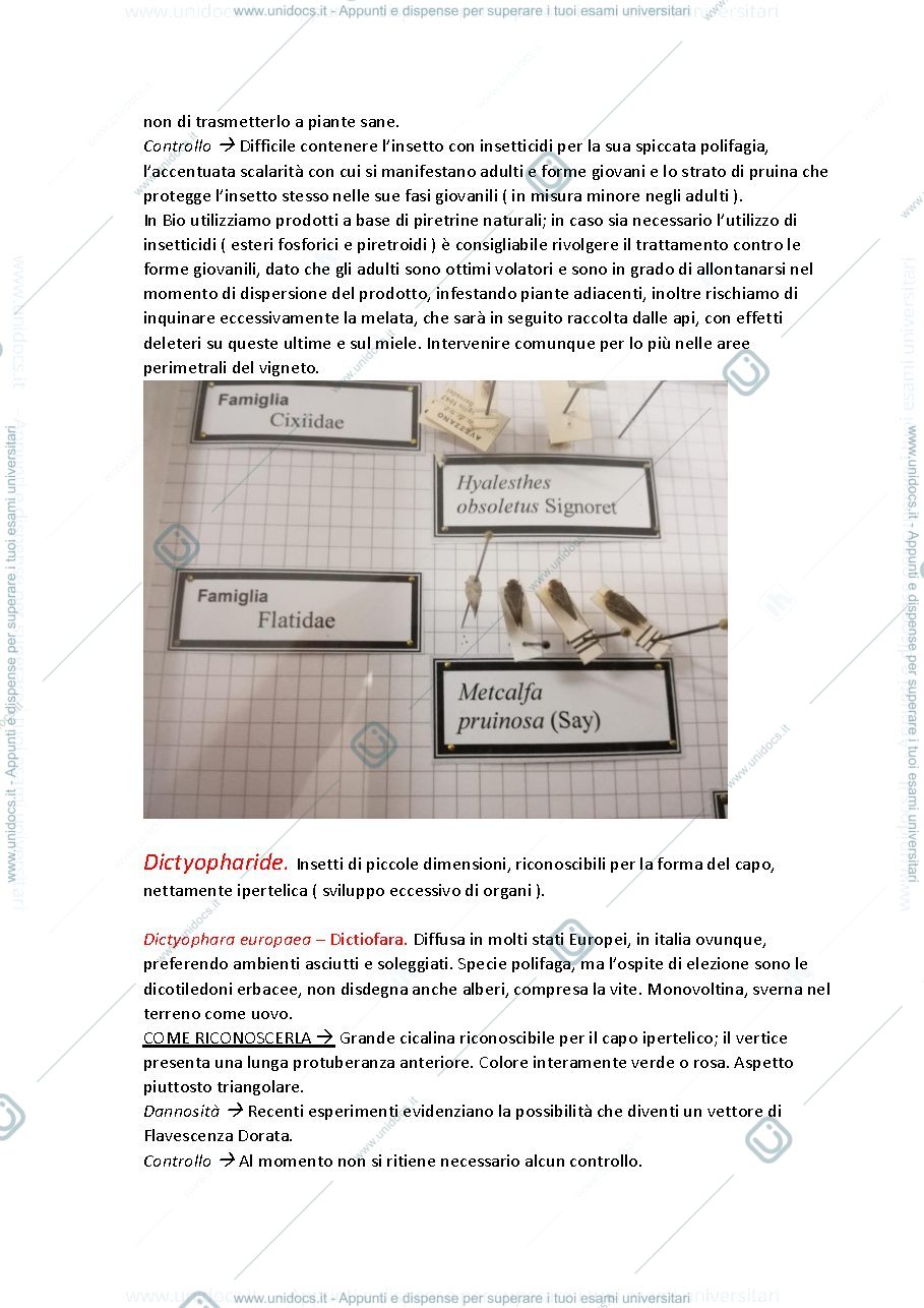 Anteprima pagina 2 — appunti entomologia