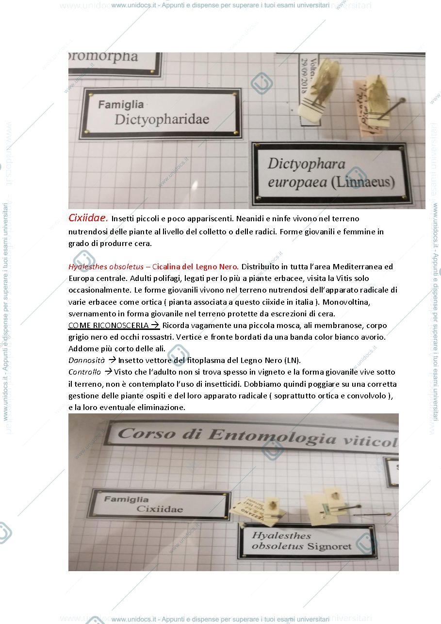 Anteprima pagina 3 — appunti entomologia