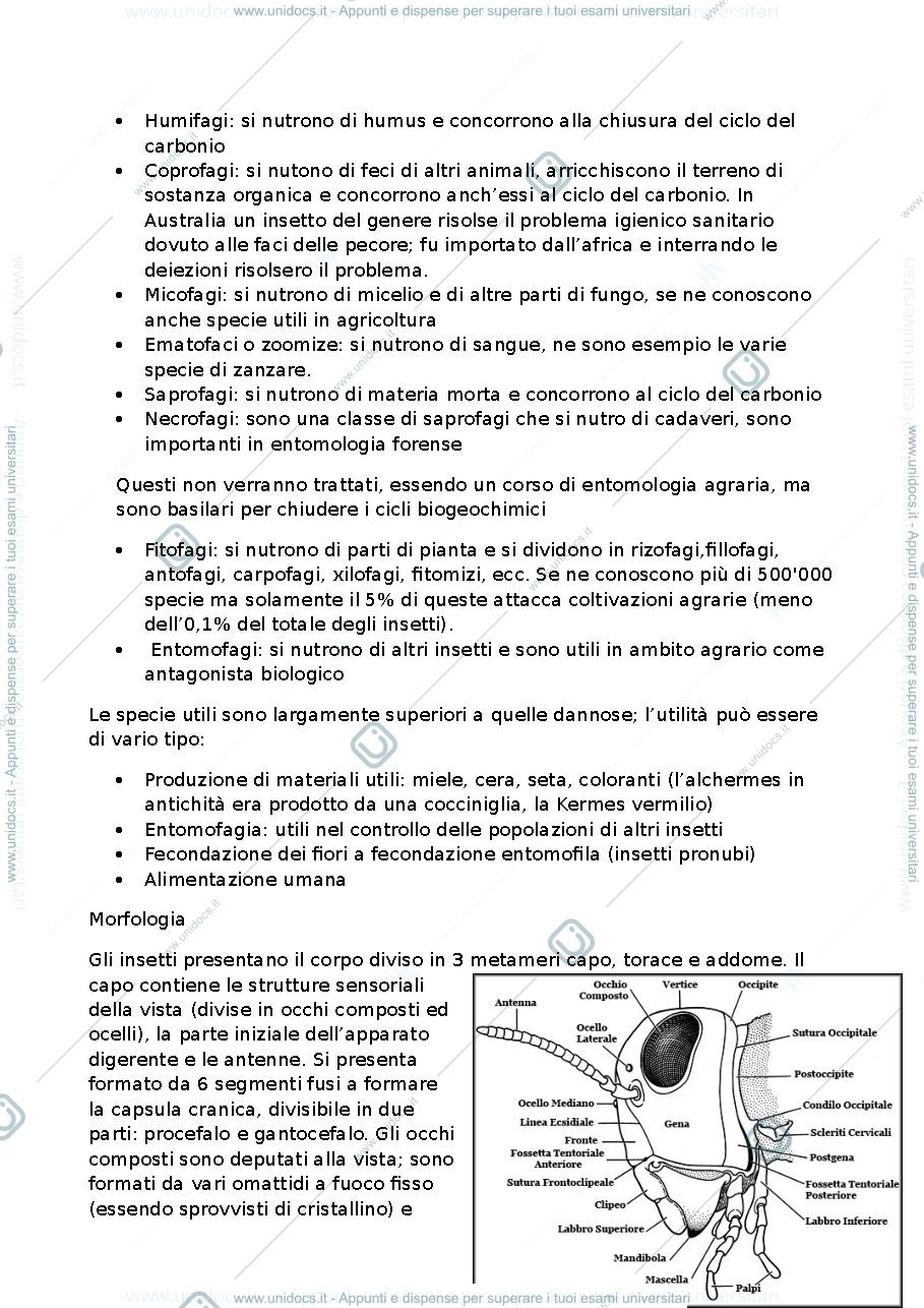 Anteprima pagina 3 — Appunti Entomologia