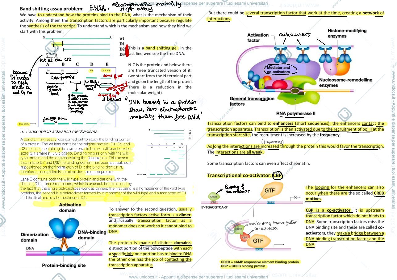 Anteprima pagina 1 — eukaryotic genomes 2