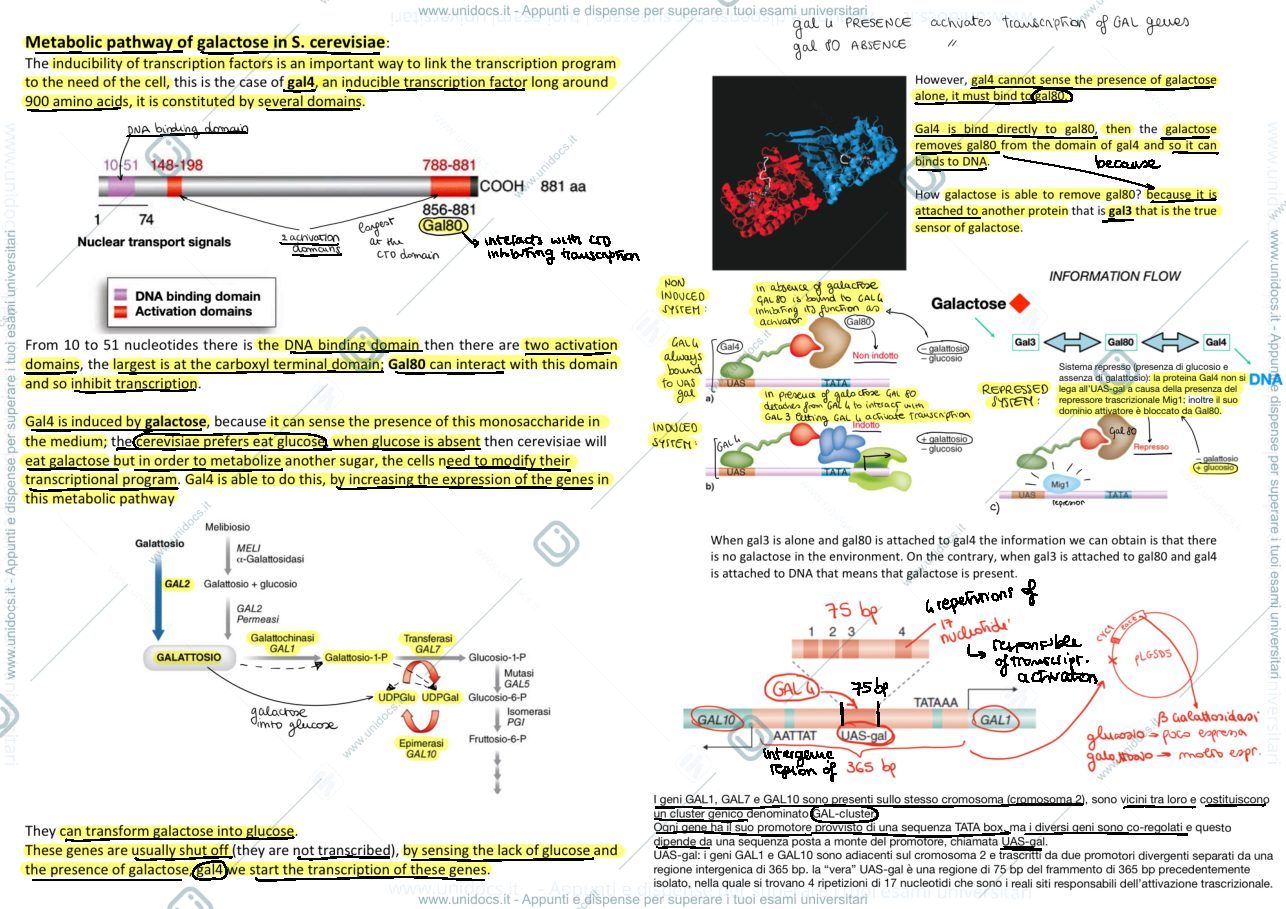 Anteprima pagina 2 — eukaryotic genomes 2
