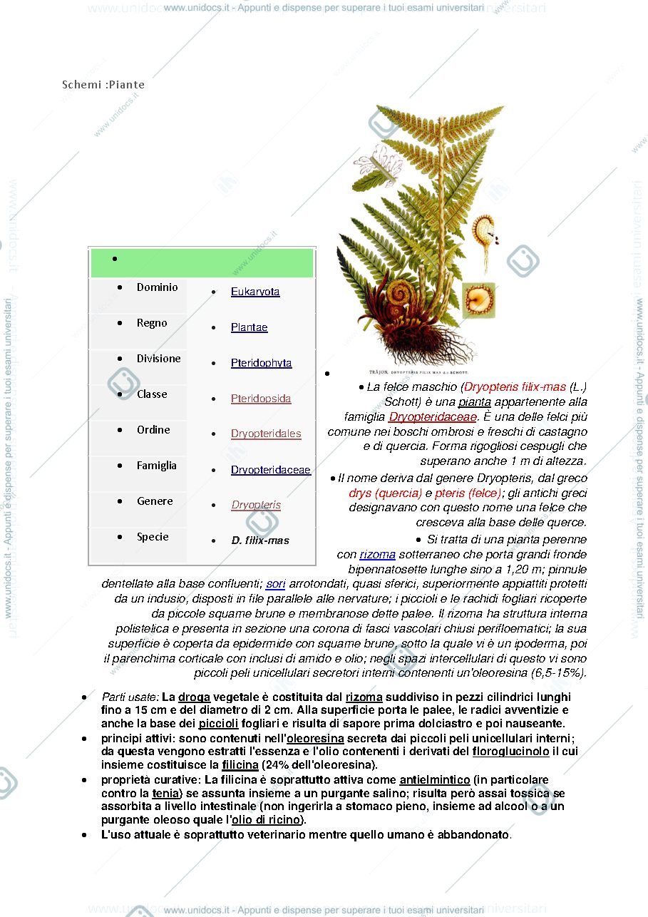 Anteprima pagina 1 — Biologia VEGETALE CON ELEMENTI DI BOTANICA FARMACEUTICA  (SOLO SCHEMI PIANTE)
