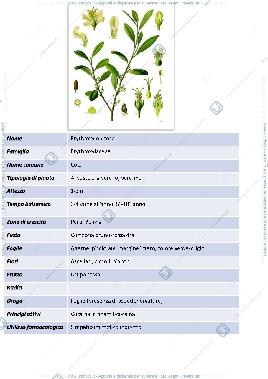 Anteprima pagina 2 — FLASHCARD FARMACOGNOSIA
