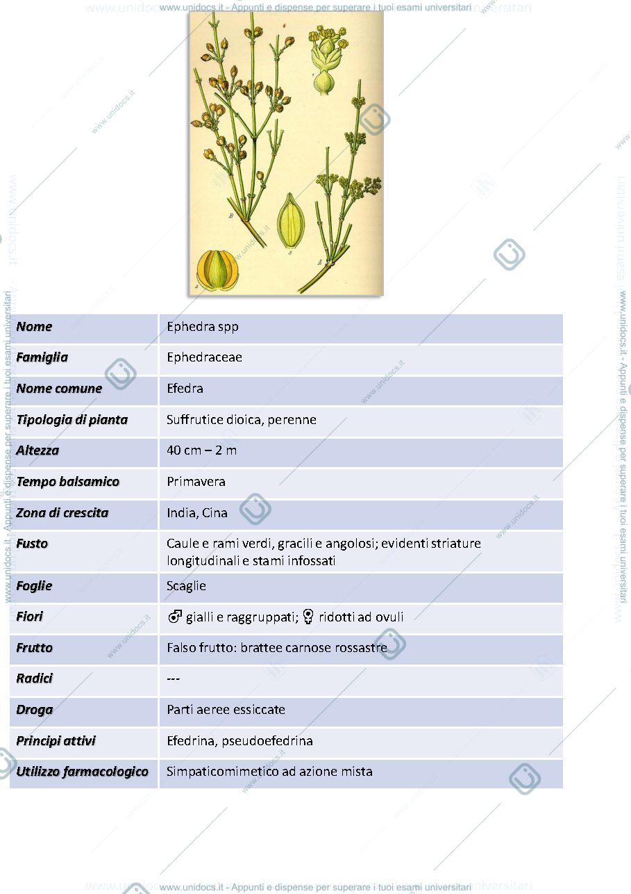 Anteprima pagina 4 — FLASHCARD FARMACOGNOSIA