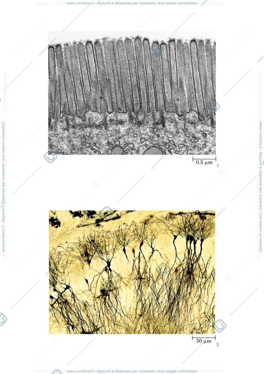 Anteprima pagina 1 — STRUTTURE SECONDARIE