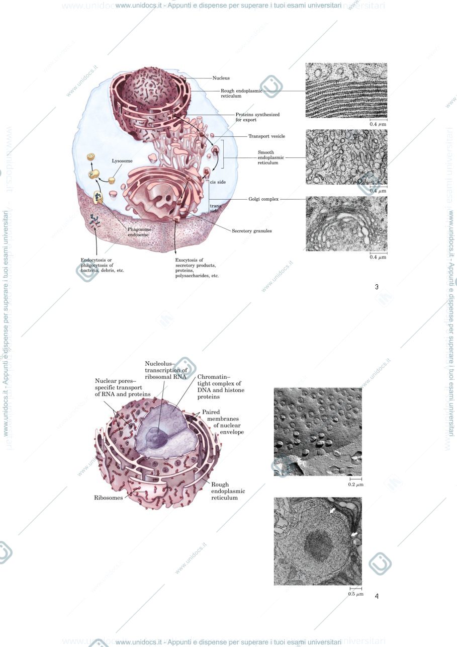 Anteprima pagina 2 — STRUTTURE SECONDARIE