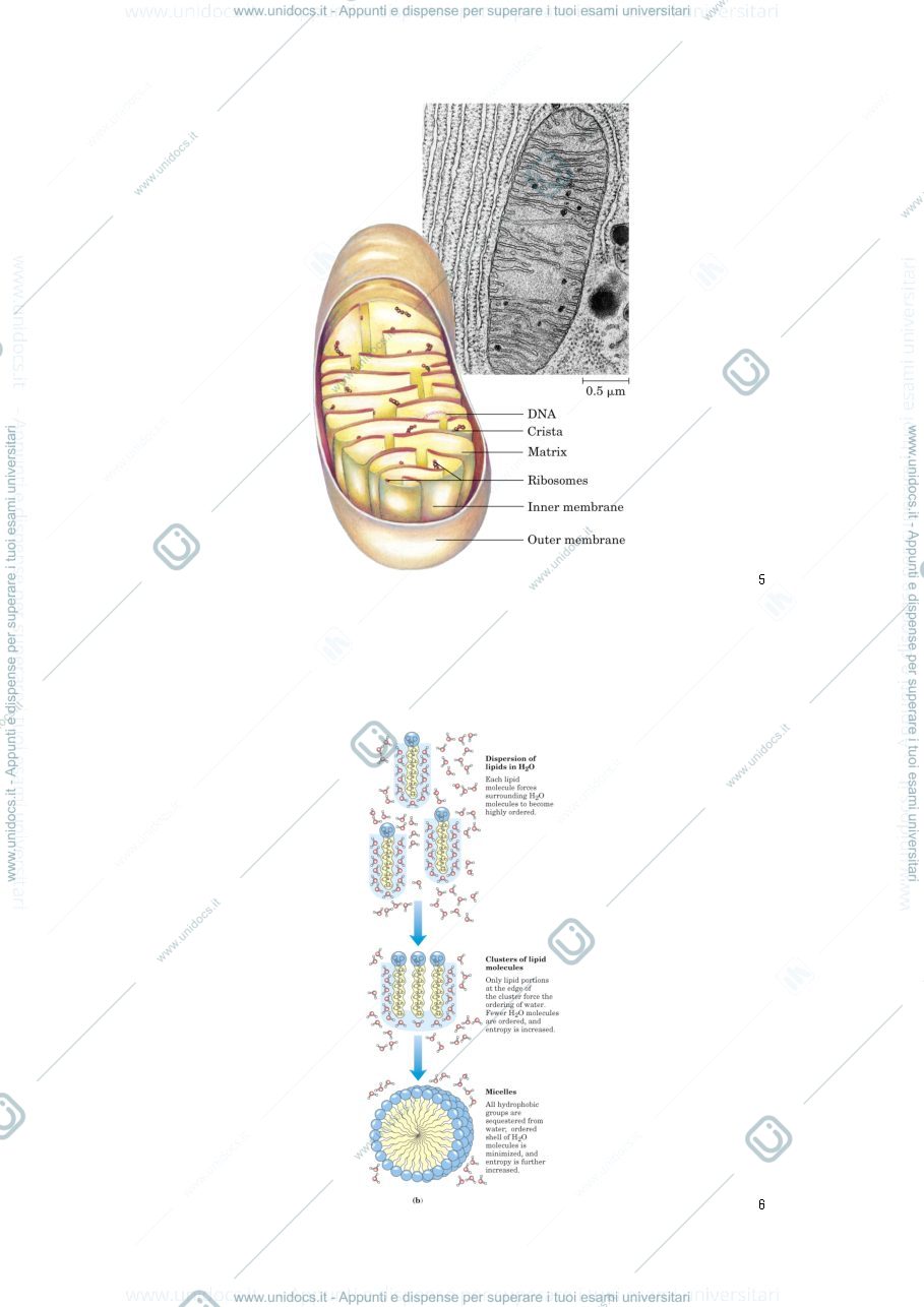 Anteprima pagina 3 — STRUTTURE SECONDARIE