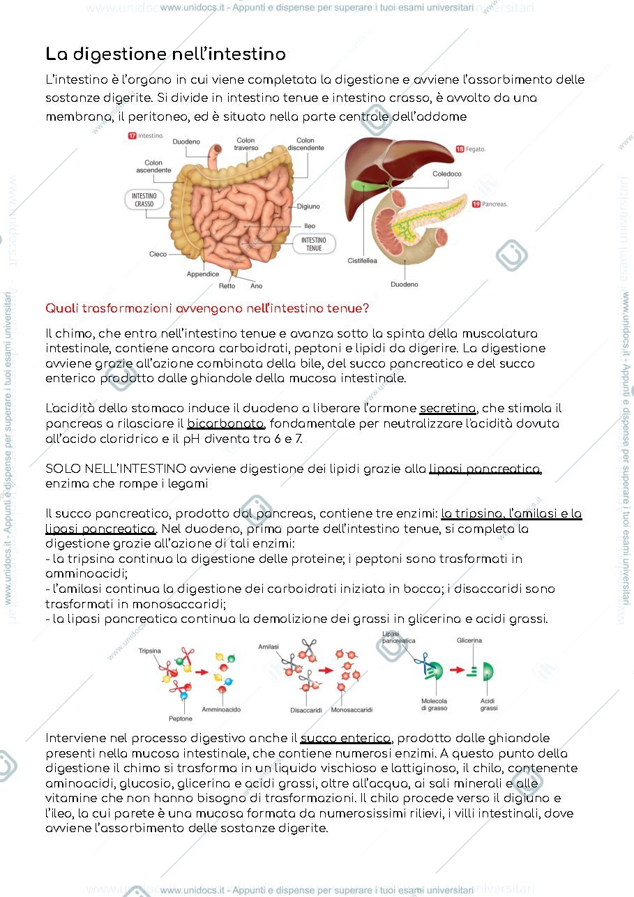 Anteprima pagina 3 — Biochimica secondo semestre