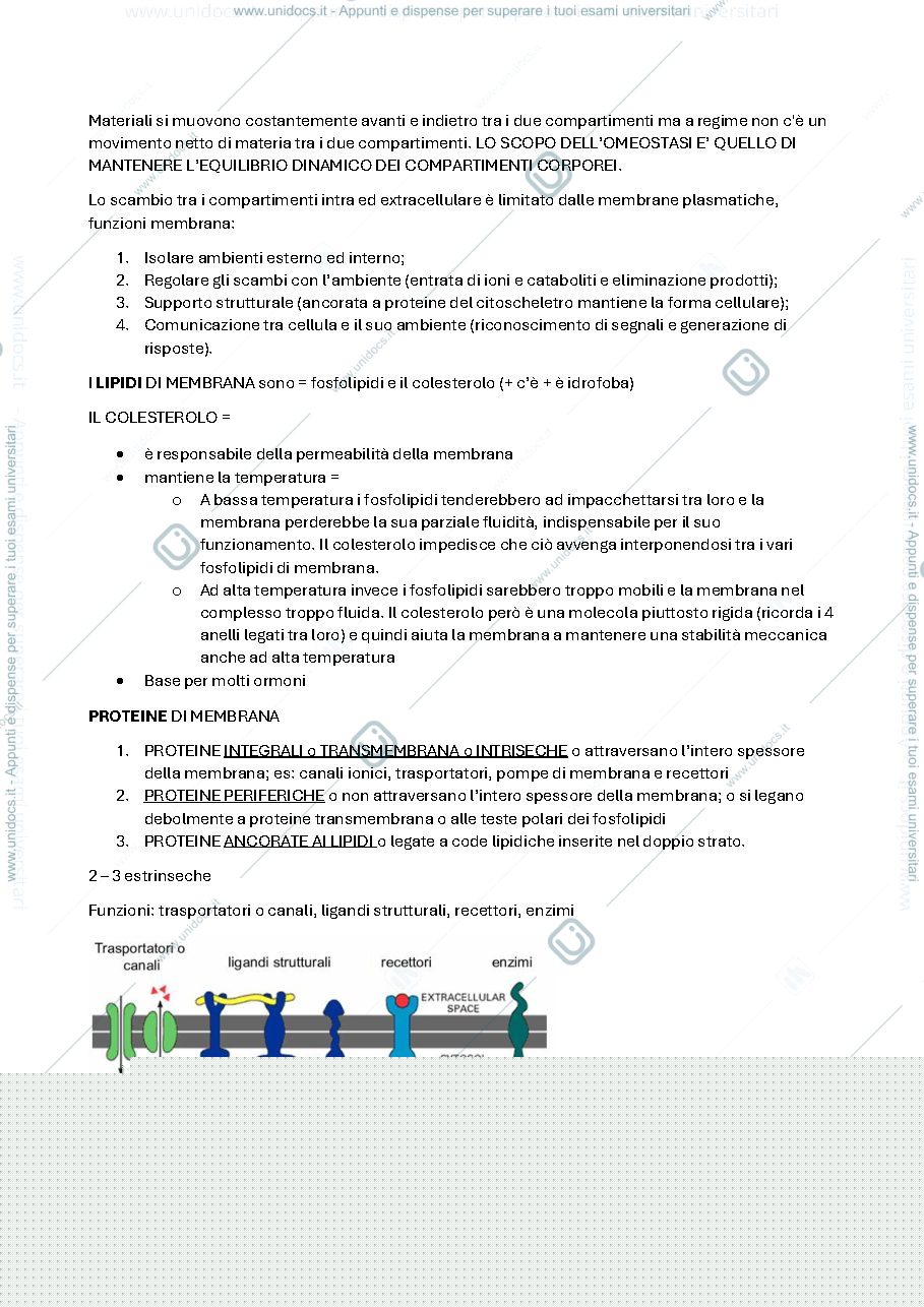 Anteprima pagina 4 — Fisiologia