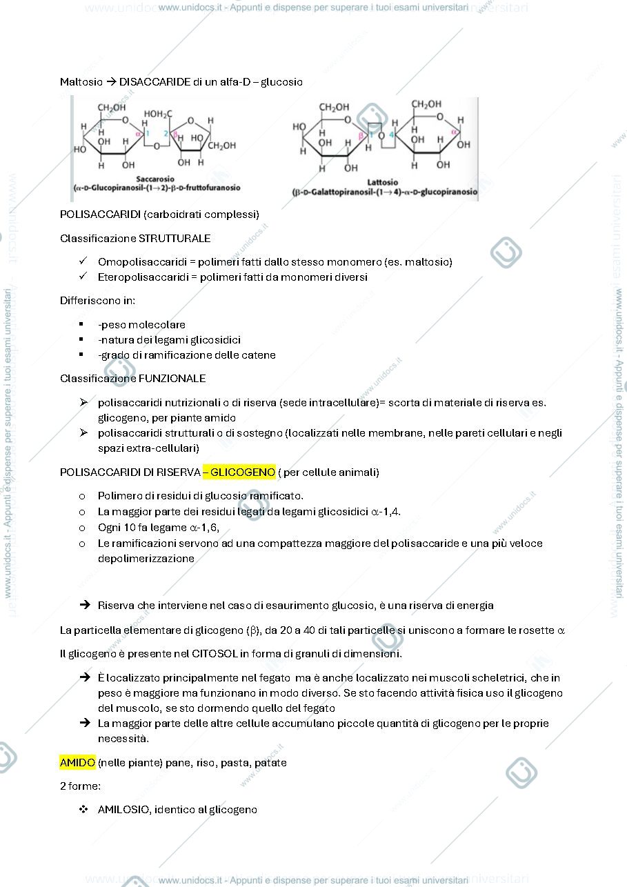 Anteprima pagina 3 — Biochimica parte 2