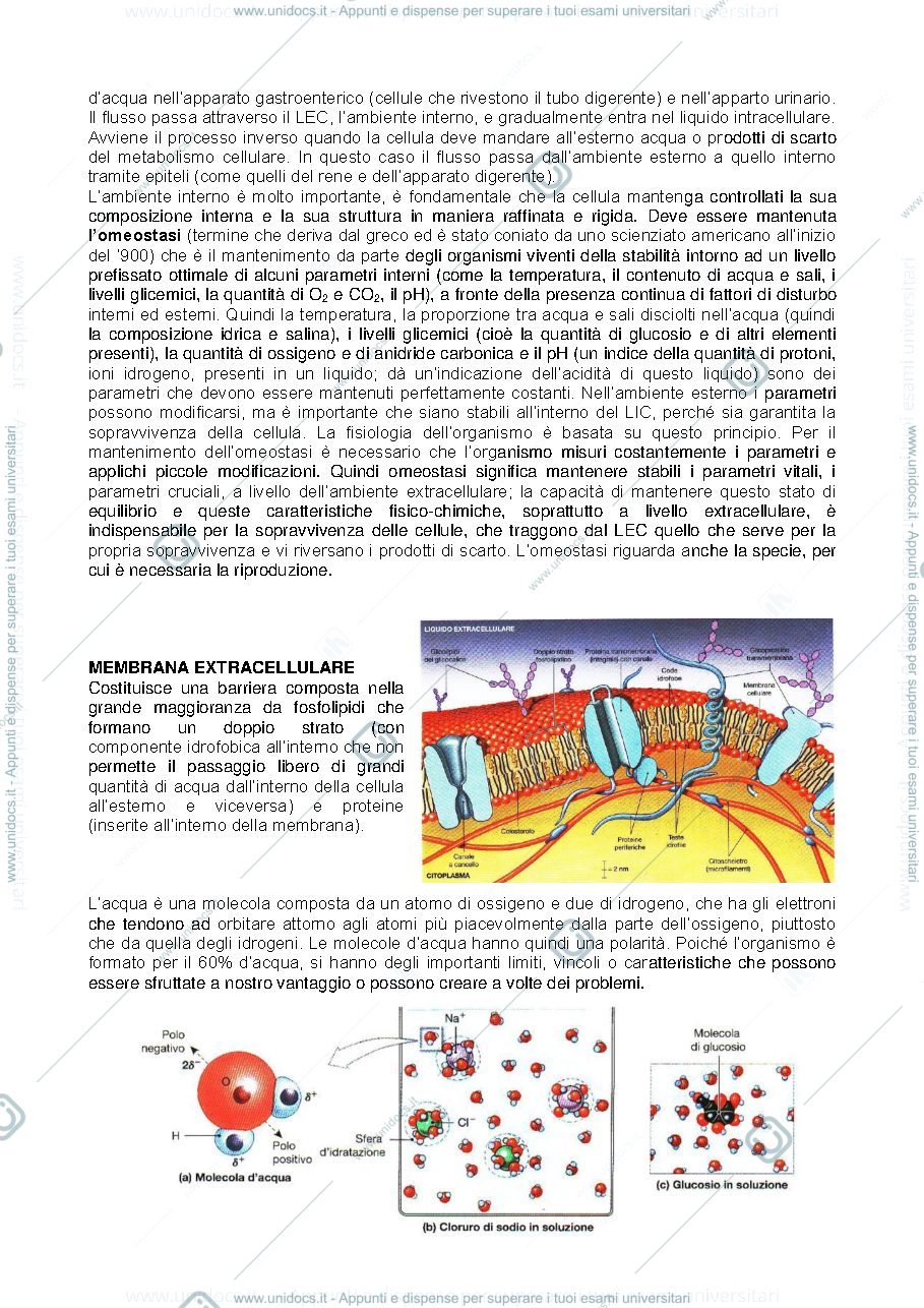 Anteprima pagina 3 — Prof Amici