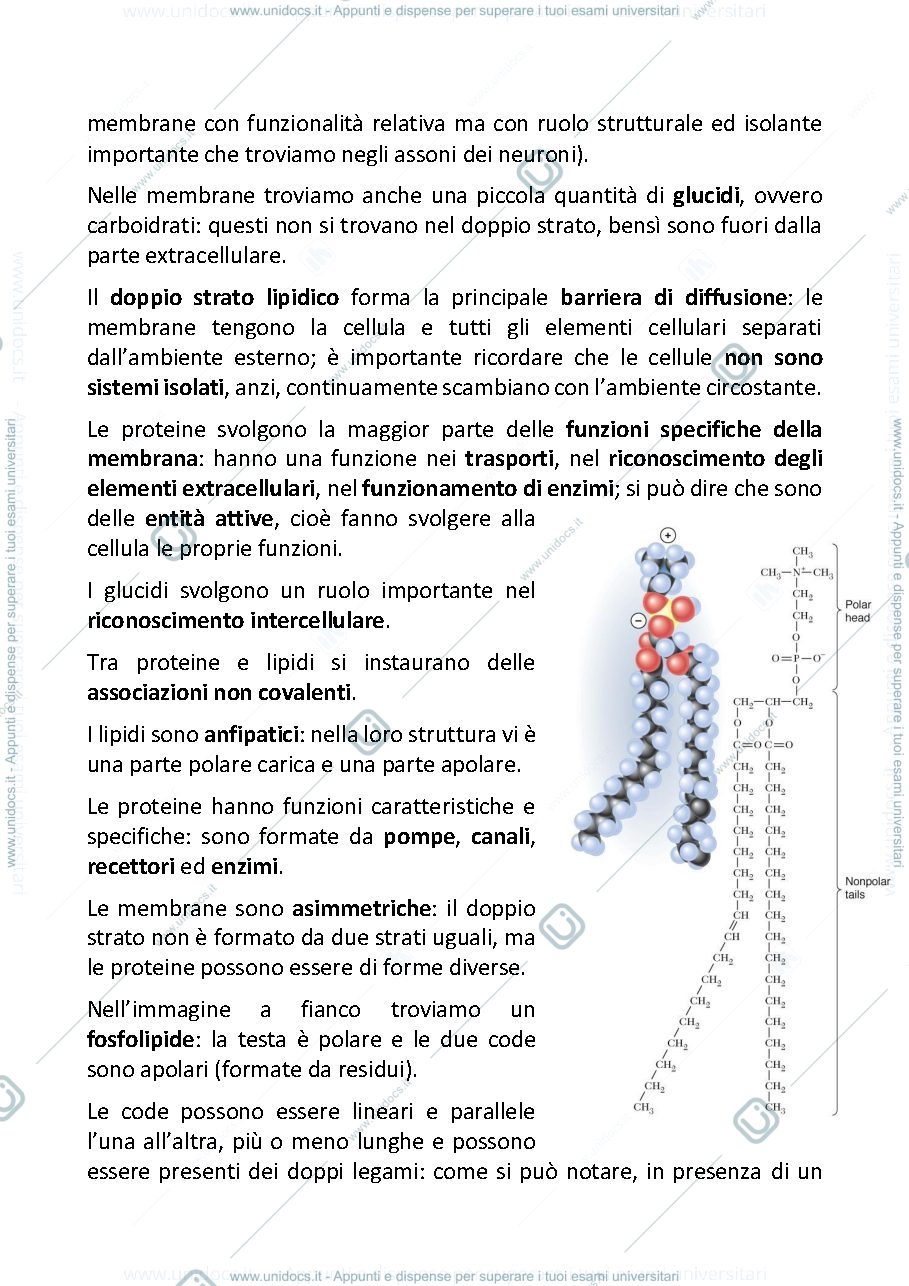 Anteprima pagina 2 — Fisiologia