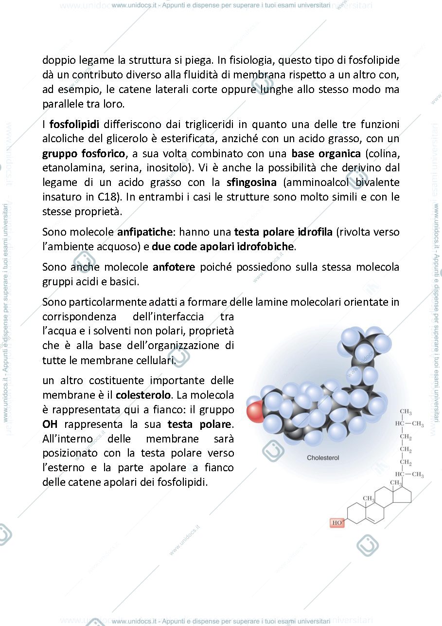 Anteprima pagina 3 — Fisiologia