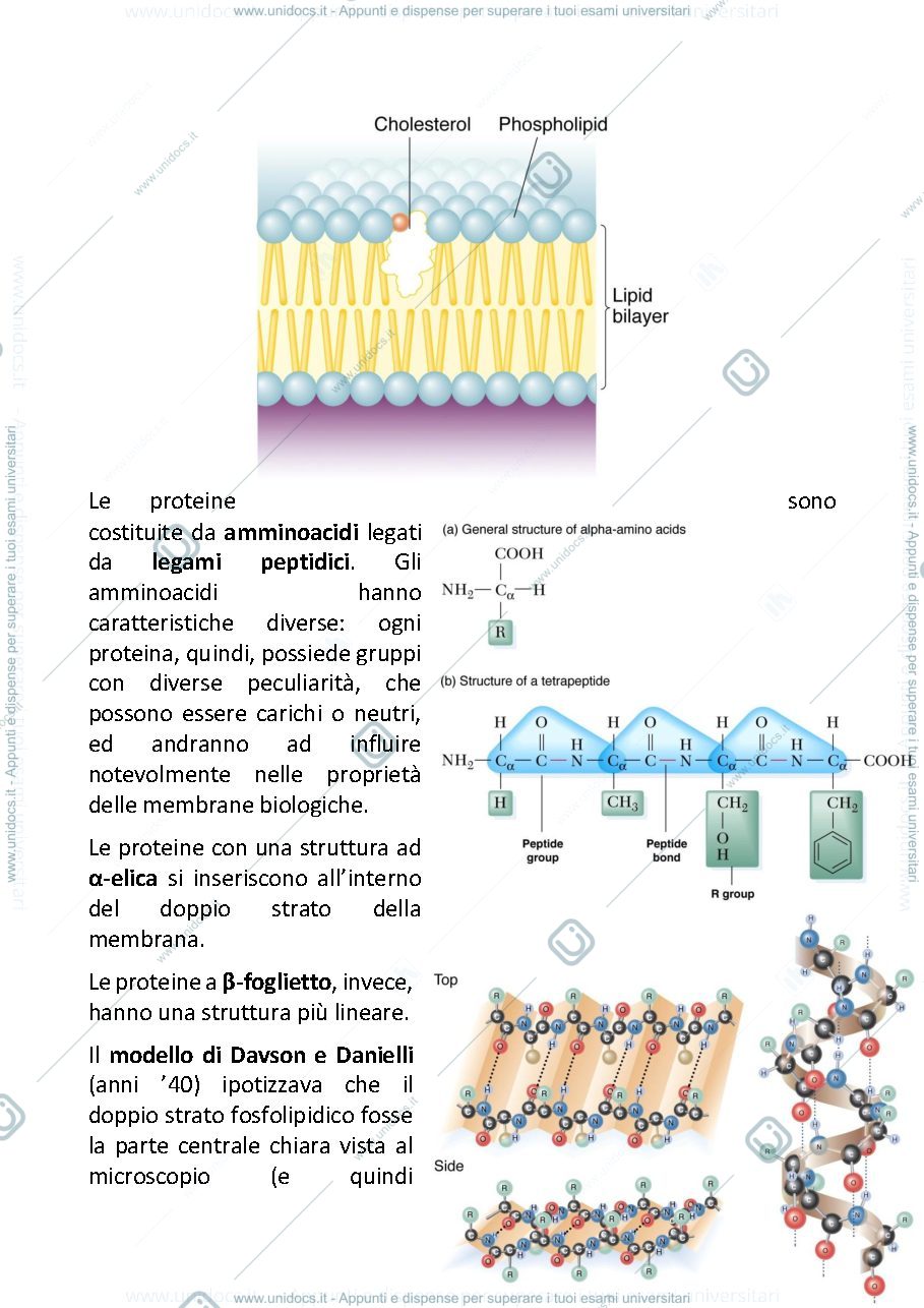 Anteprima pagina 4 — Fisiologia