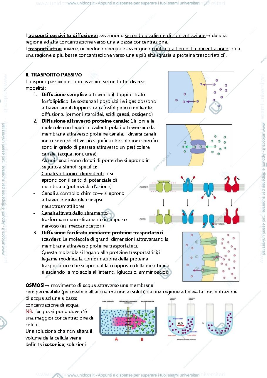 Anteprima pagina 2 — Appunti di fisiologia veterinaria