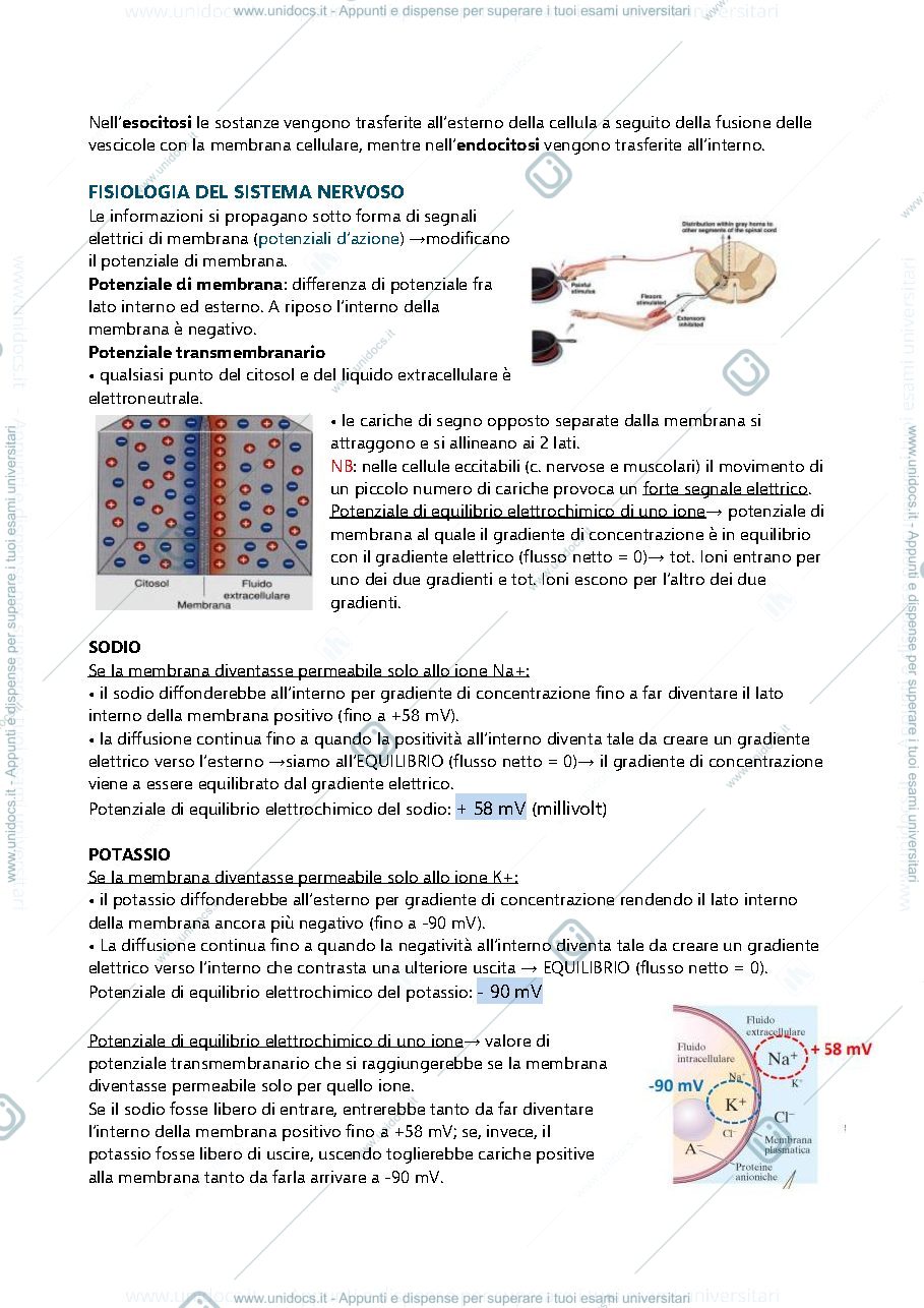 Anteprima pagina 4 — Appunti di fisiologia veterinaria