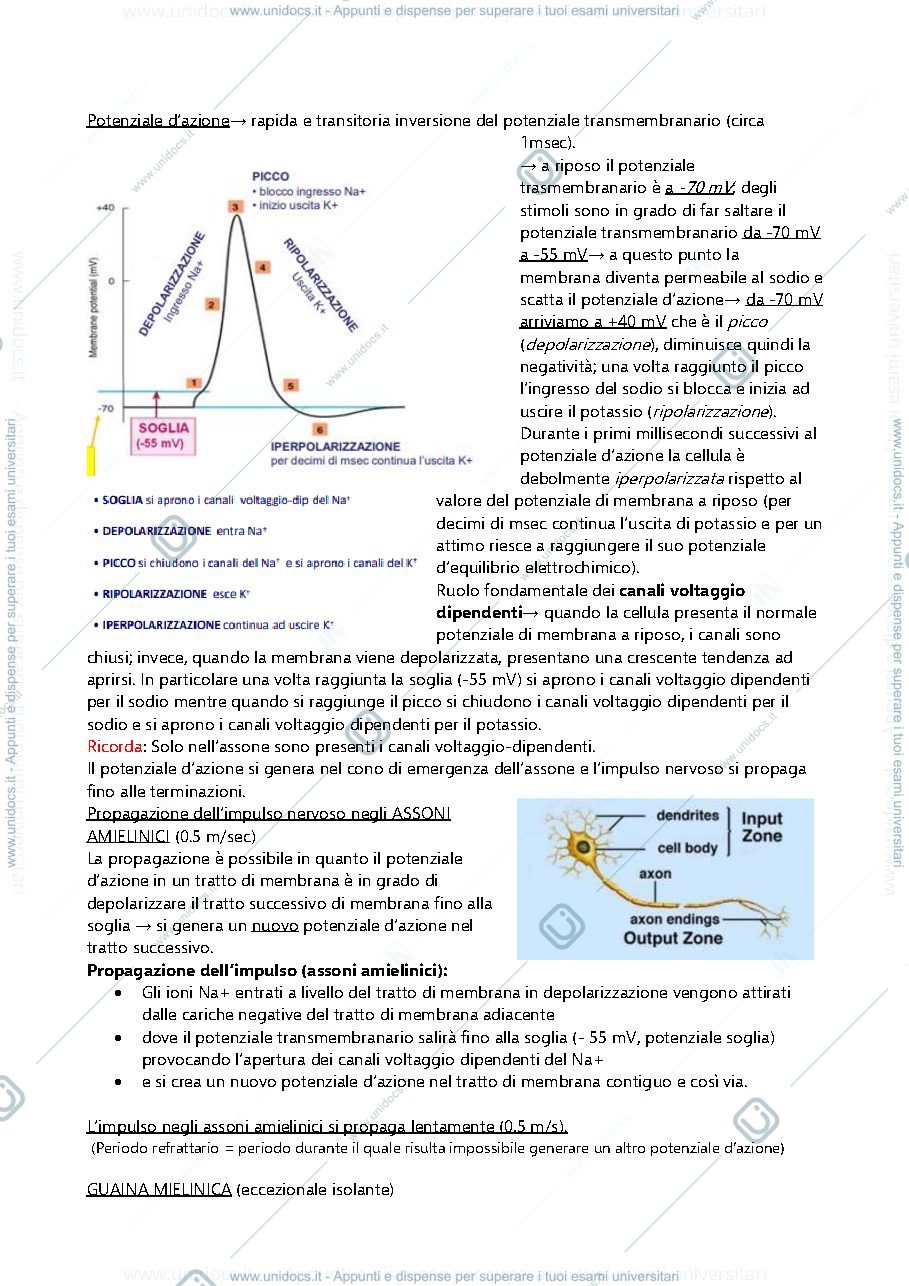 Anteprima pagina 5 — Appunti di fisiologia veterinaria