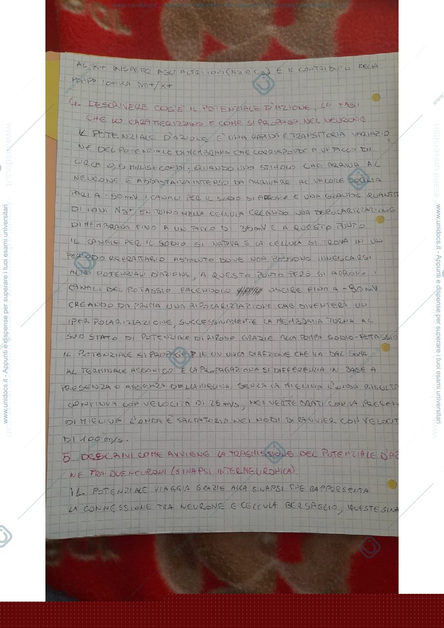 Anteprima pagina 2 — Possibili domande esame