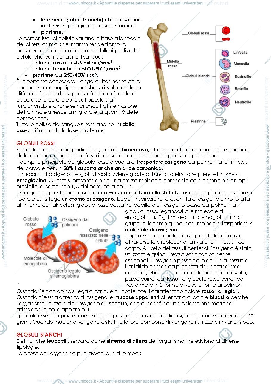 Anteprima pagina 2 — Fisiologia degli animali domestici