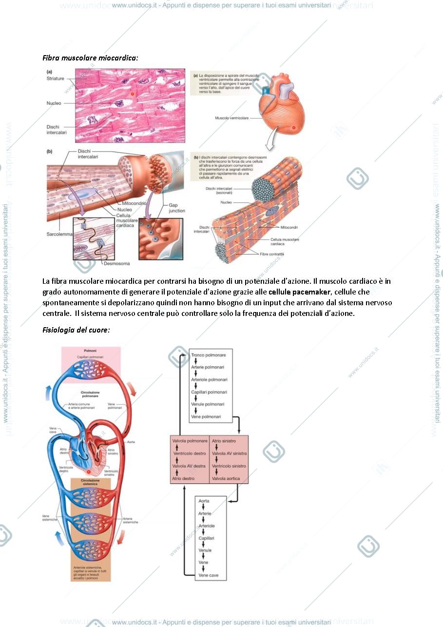 Anteprima pagina 2 — Fisiologia degli organi e degli apparati
