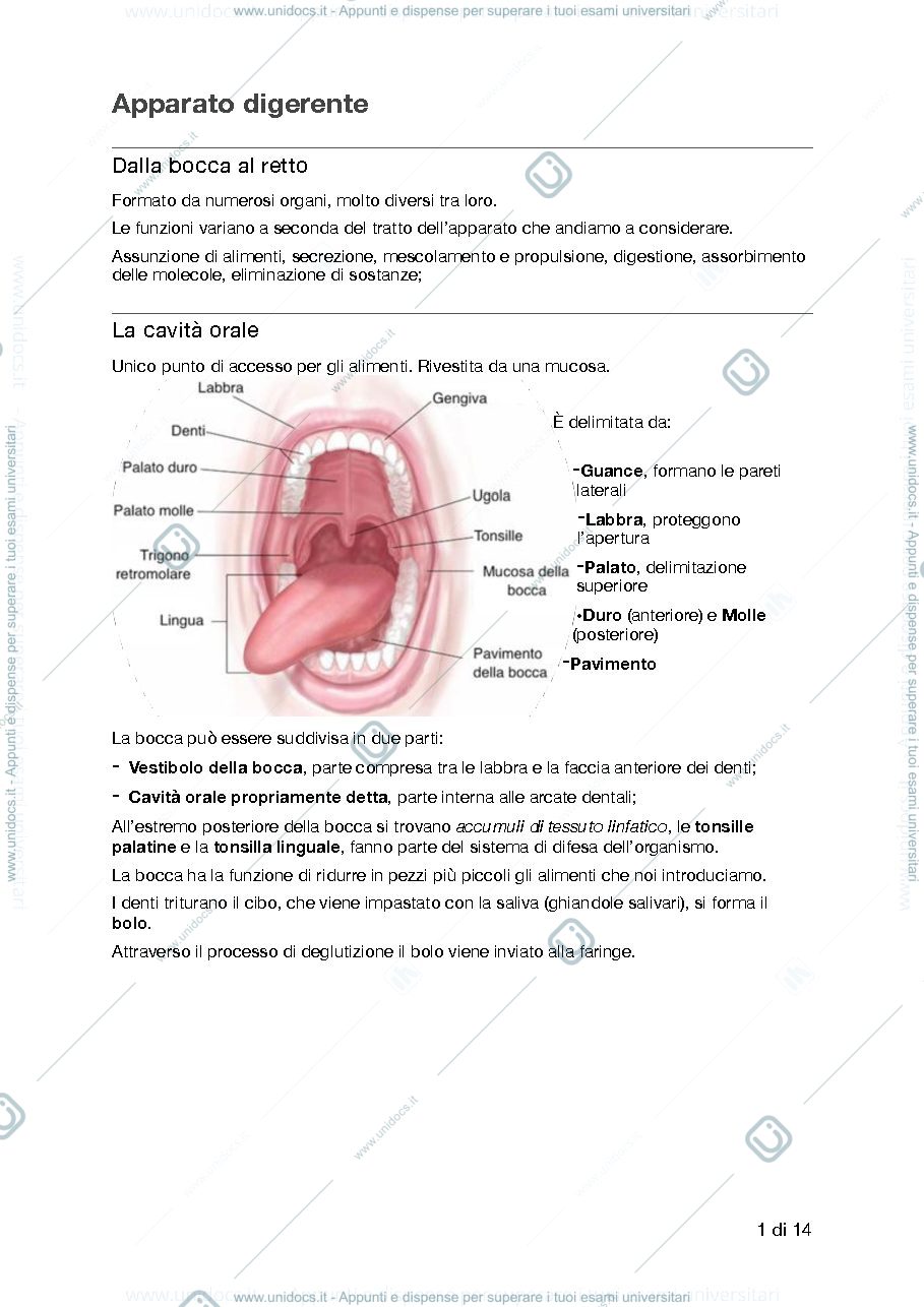 Anteprima pagina 1 — Apparato Digerente