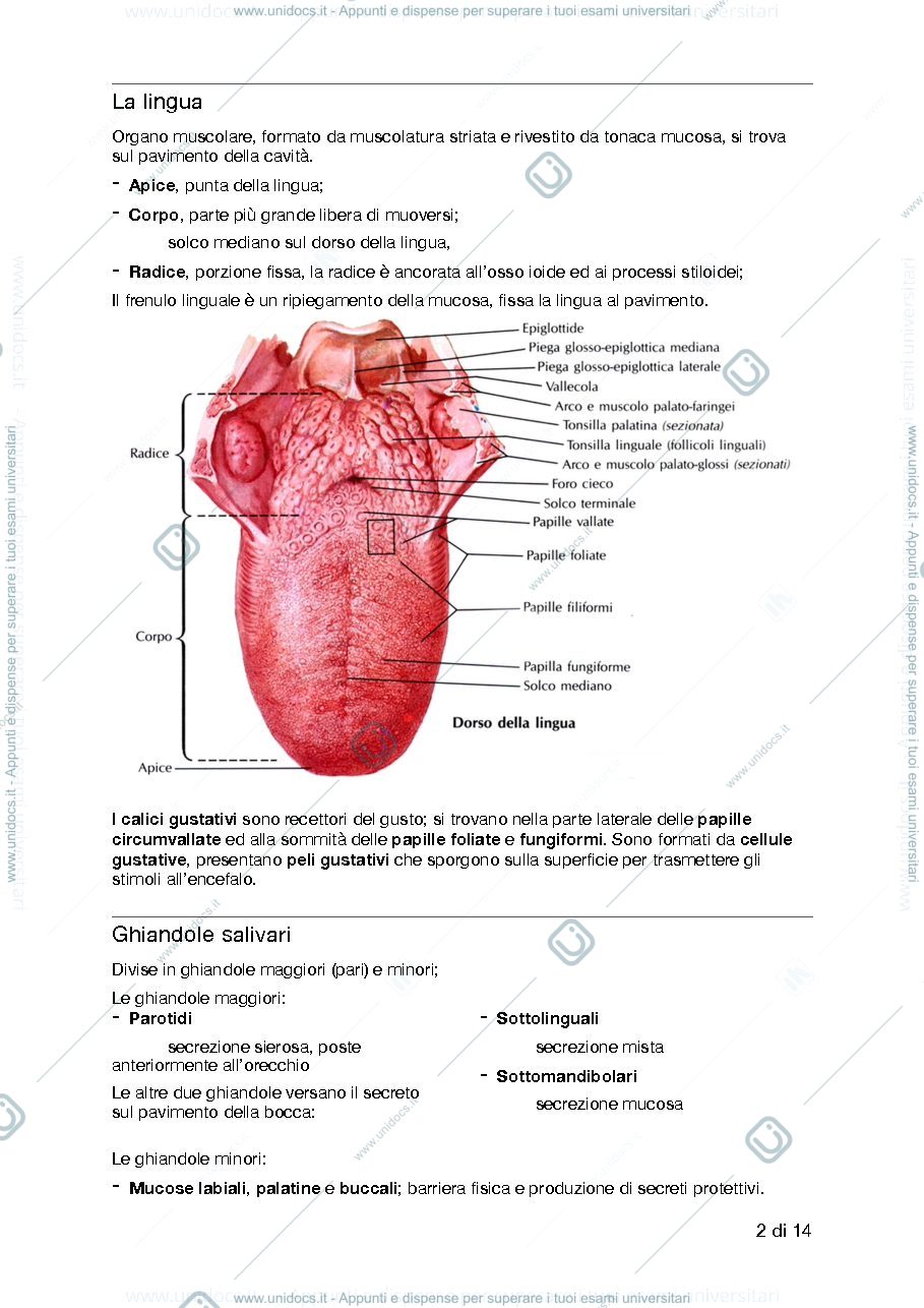 Anteprima pagina 2 — Apparato Digerente